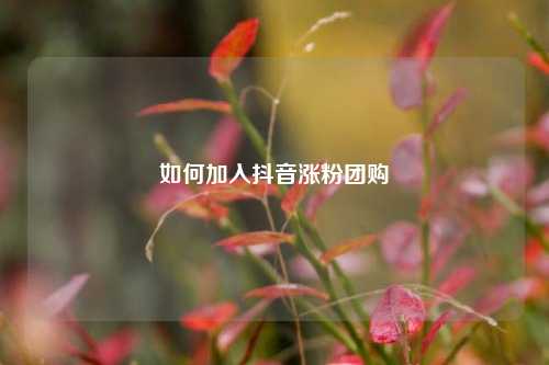 如何加入抖音涨粉团购